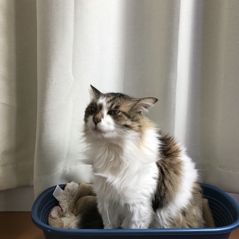 ふわっふわっ　な　カットソー_d0364239_18490502.jpg