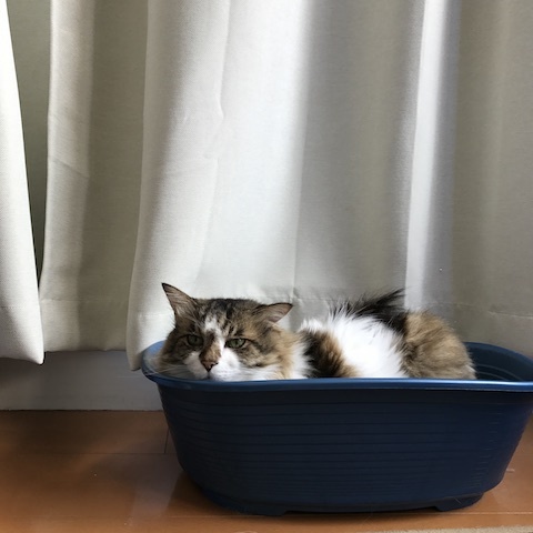 ふわっふわっ　な　カットソー_d0364239_18525317.jpg