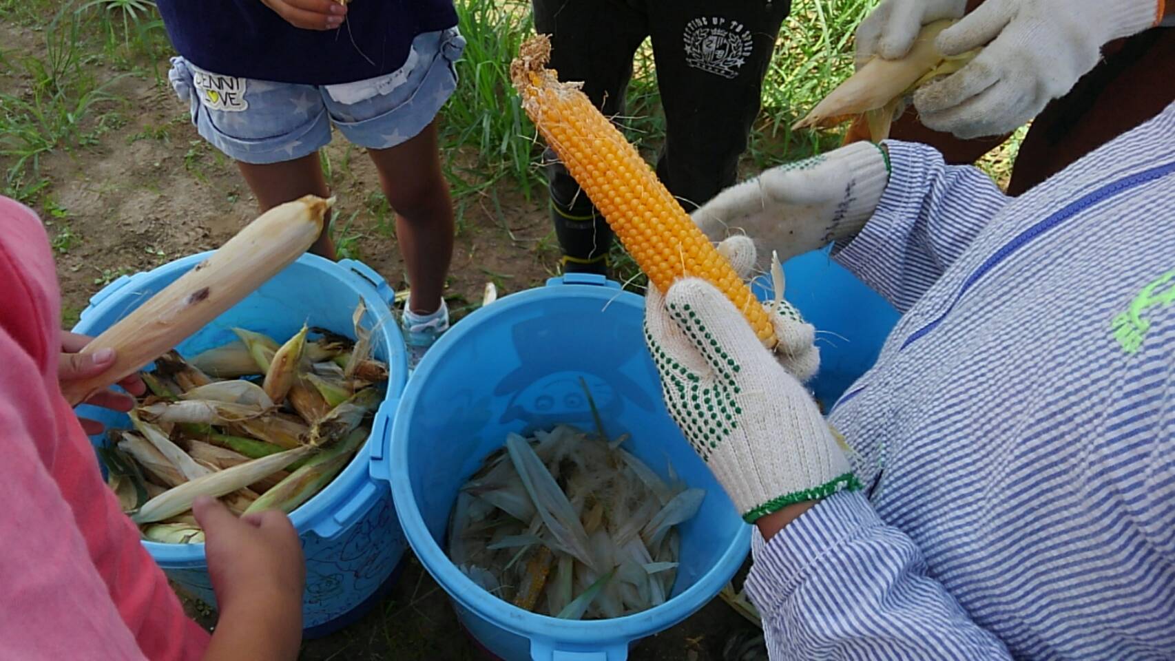 収穫・・・・・ぽんぽこ農園_f0065444_9514388.jpg