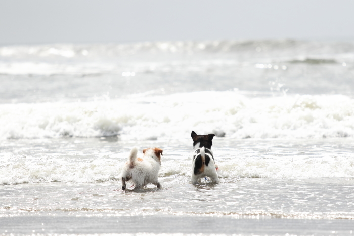 海犬　in 九十九里浜（不動堂海岸）２_d0168652_15152880.jpg