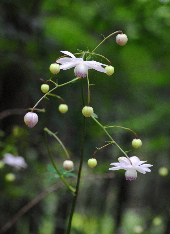 a0001354_00154378.gif
