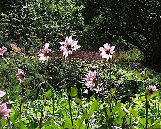 植物園の特等席_e0365654_20561954.jpg