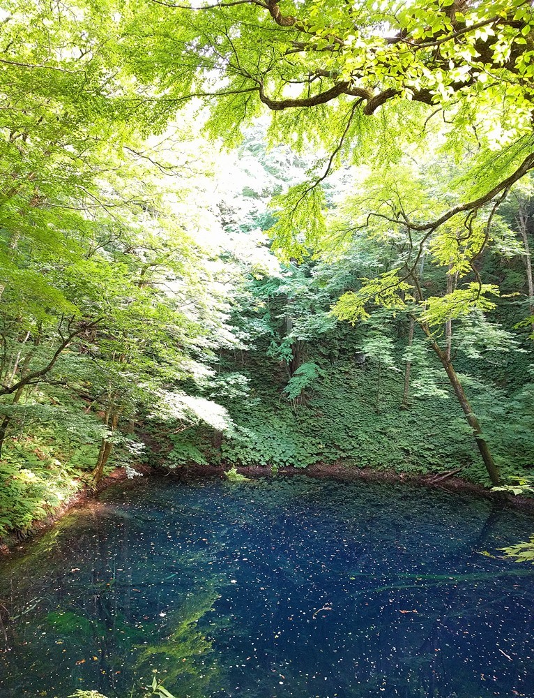 白神の森へ　深浦町_d0039059_21510865.jpg