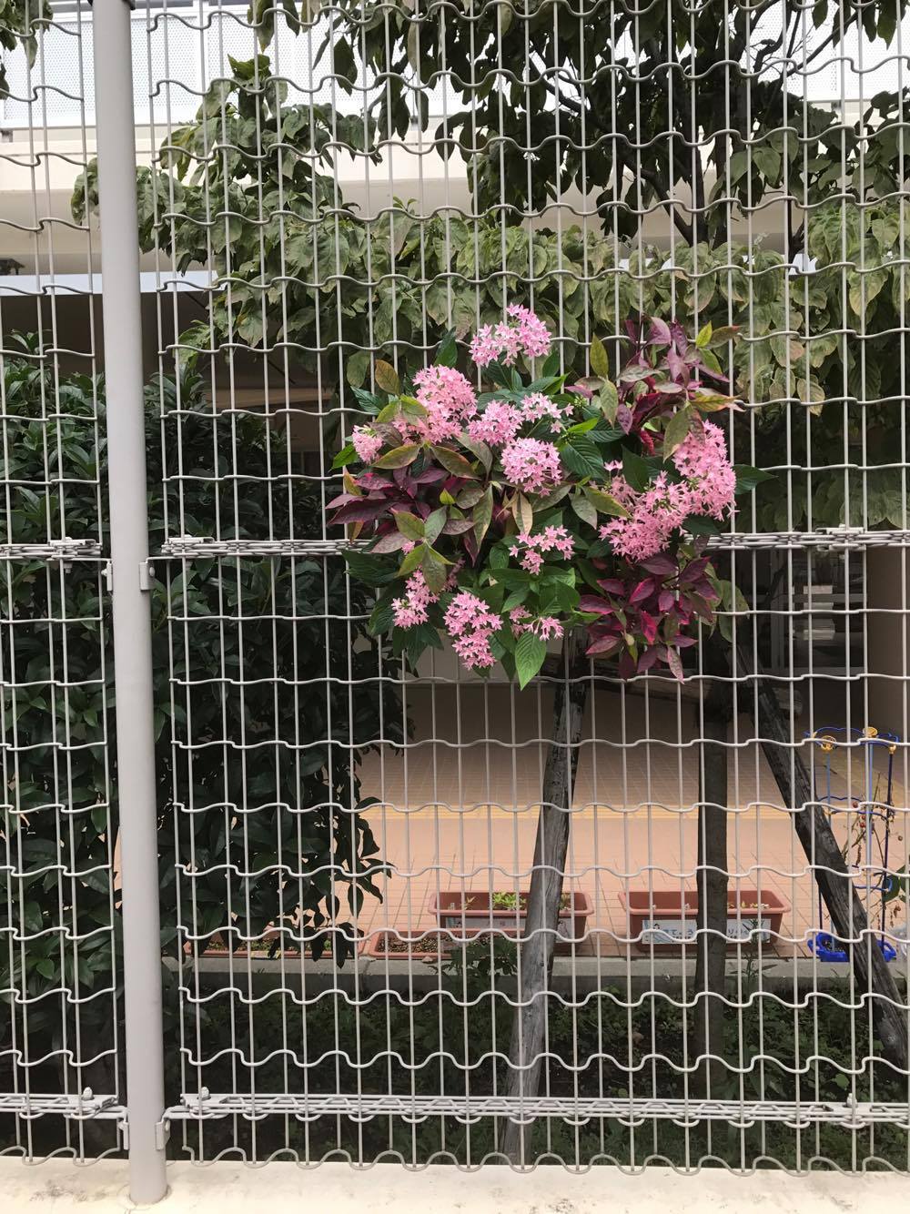 ペットボトルハンギングの作り方 この植物をお買い2 ペットボトルハンギングの作り方 この植物をお買い2