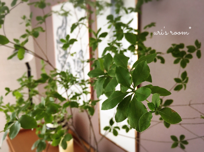 植物と相性の悪い私が育てるグリーン。それから…息子のライン。_a0341288_13500130.jpg