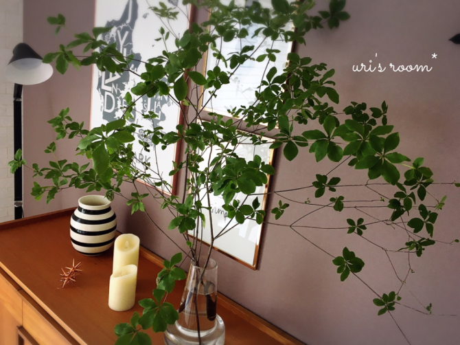 植物と相性の悪い私が育てるグリーン。それから…息子のライン。_a0341288_13500273.jpg
