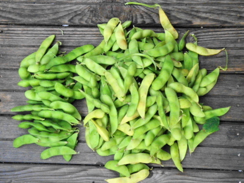 プランター野菜の成長記録６ 枝豆の収穫 風見鶏日記