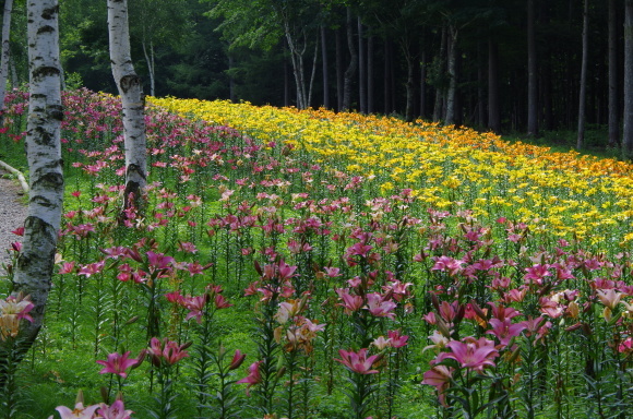 白樺林に咲くユリの花_b0356401_21185103.jpg