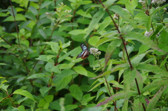 白樺林に咲くユリの花_b0356401_21223075.jpg