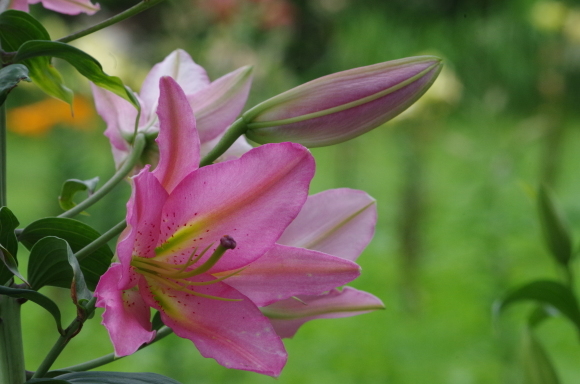 白樺林に咲くユリの花_b0356401_21235029.jpg