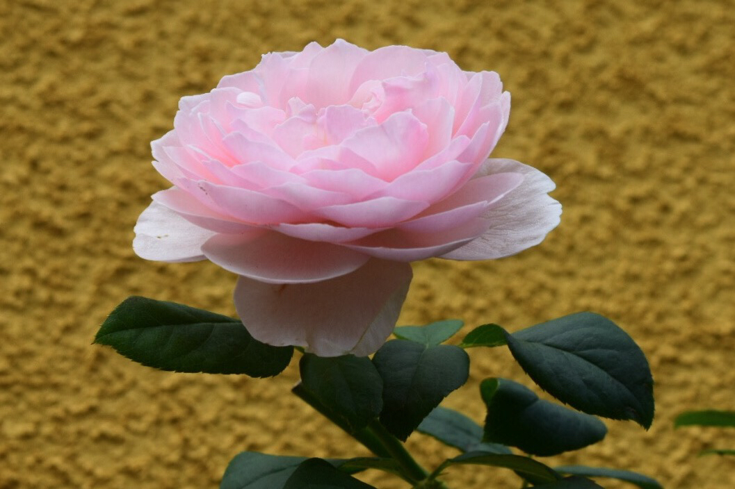 e0346002_11061107.jpg