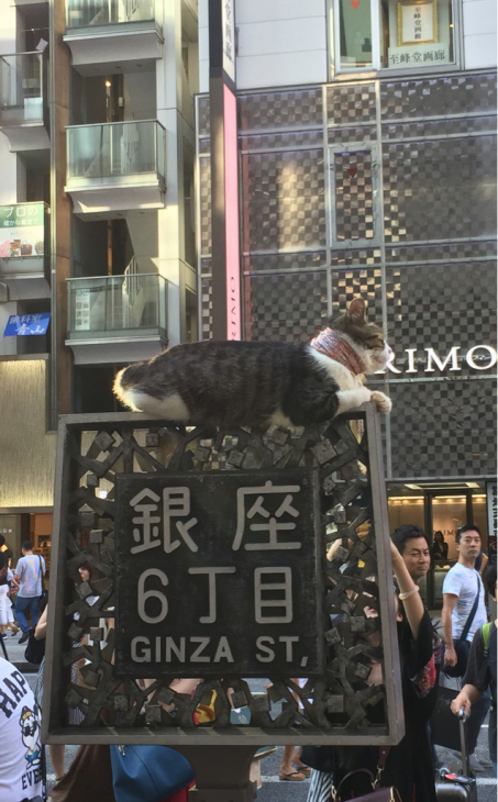 銀座6丁目の猫 浅野美帆子の うふふ 銀座6丁目の猫 浅野美帆子の うふふ