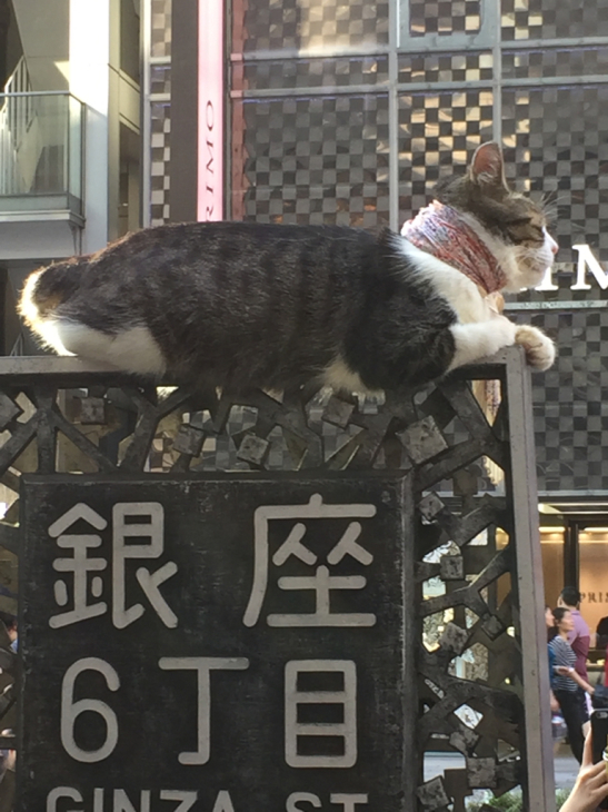 銀座6丁目の猫 浅野美帆子の うふふ 銀座6丁目の猫 浅野美帆子の うふふ