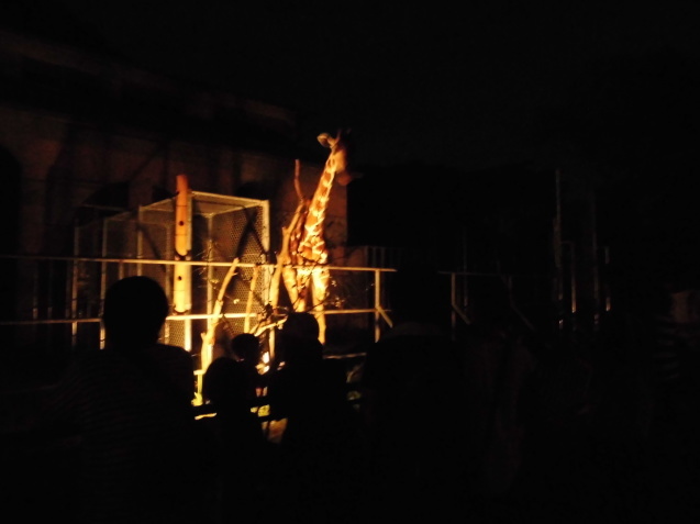 夜の動物園始まりました。_c0290504_15511214.jpg