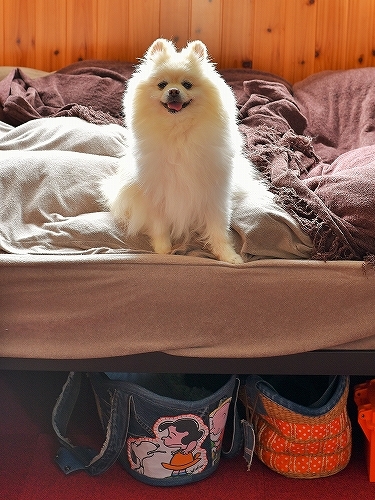 うちの子の何が凄いって_d0360206_10315829.jpg