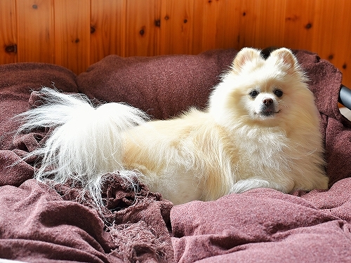 うちの子の何が凄いって_d0360206_10320424.jpg