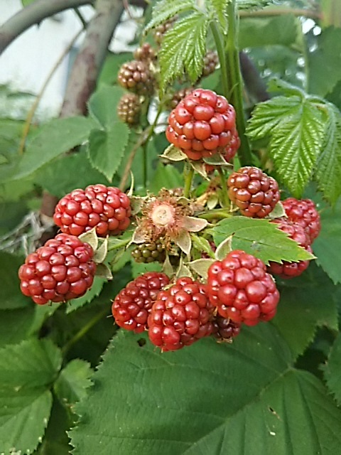 f0316507_18413701.jpg