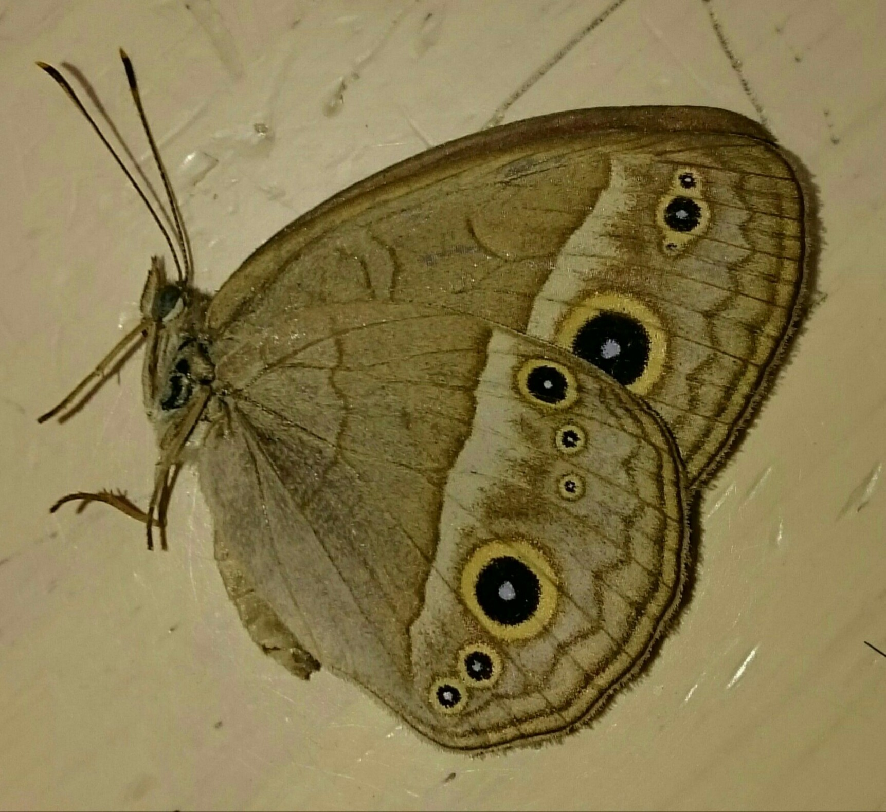 a0361610_16383951.jpg