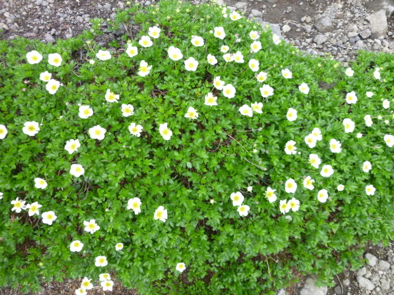 d0170615_18091490.jpg