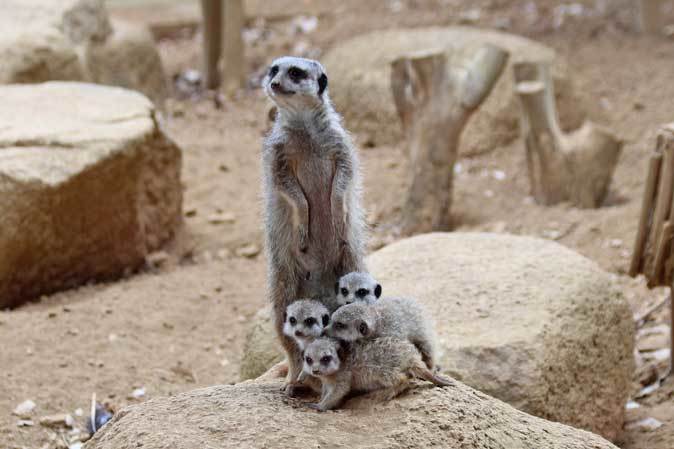 ミーアキャットの四頭の赤ちゃん 千葉市動物公園 続々 動物園ありマス