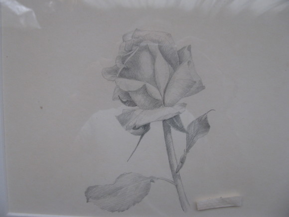 薔薇 鉛筆デッサン 森田次郎の絵画表現