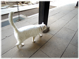 地域の猫たち、動物たち　ワライカワセミまでも（追記；愛宕の白い猫））_d0221430_00183497.jpg