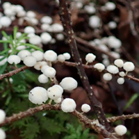 苔の森のきのこと粘菌たち_f0108133_16362692.jpg