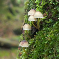 苔の森のきのこと粘菌たち_f0108133_1657189.jpg