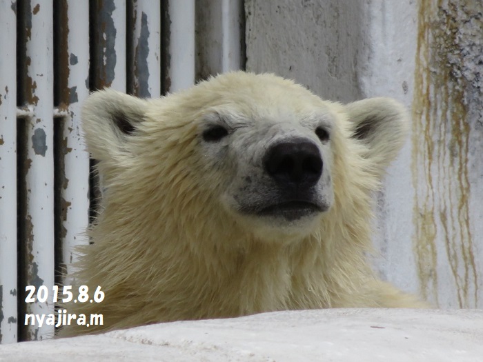 2015.8.6の バフィン&モモ_f0002743_0404064.jpg