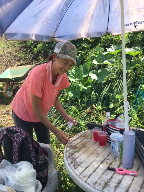 今朝の畑40℃超え　赤紫蘇ドリンクの差し入れで体力温存　人間はくたくた　野菜達は喜んでいました_c0222448_13273759.jpg