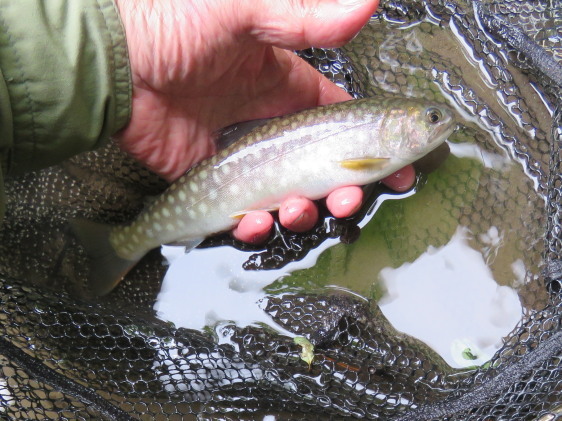 西別川　記憶に一滴の光を添えるべく虹鱒を釣りに行く　三_b0366555_12483363.jpg