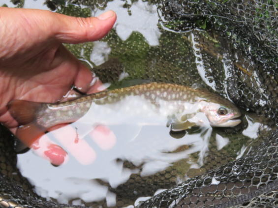 西別川　記憶に一滴の光を添えるべく虹鱒を釣りに行く　三_b0366555_12543545.jpg