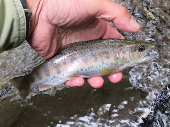 西別川　記憶に一滴の光を添えるべく虹鱒を釣りに行く　三_b0366555_12551374.jpg