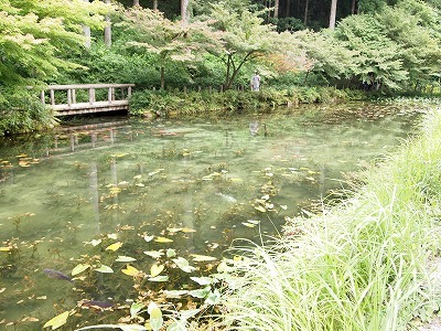 根道神社の通称「モネの池」_d0058658_21081047.jpg