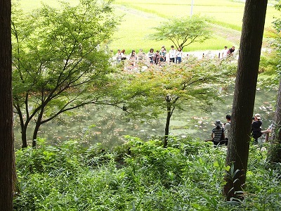 根道神社の通称「モネの池」_d0058658_21232464.jpg