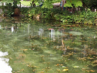 根道神社の通称「モネの池」_d0058658_21251783.jpg