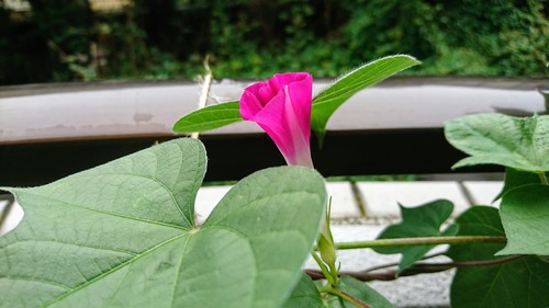 咲いた！_e0249060_10424013.jpg