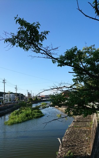 台風まえのさんぽに道草。_d0362666_18044537.jpg