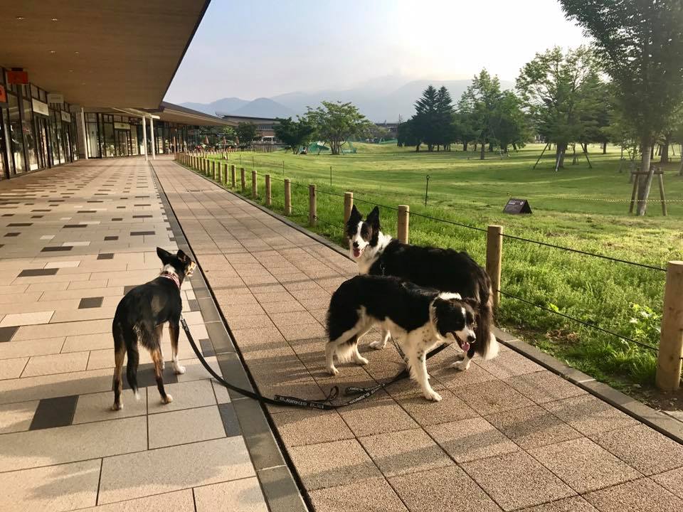 2017.07北海道の旅⑨最終章_b0270467_10494276.jpg