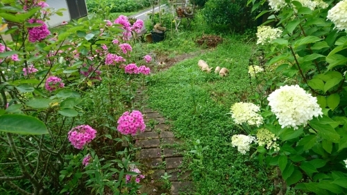 今の花_a0139570_21352597.jpg