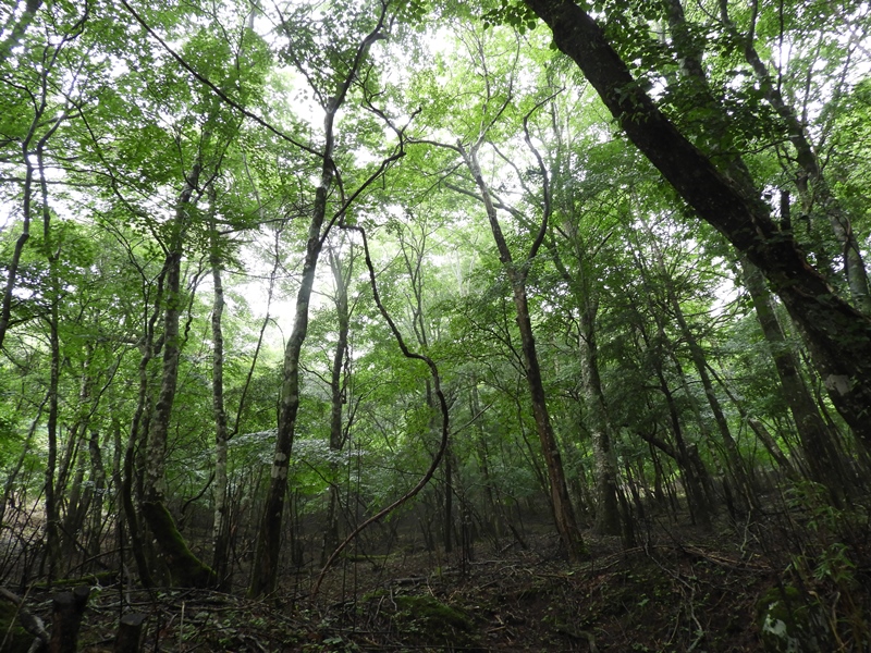 白岩山の花の下見など。_f0357487_213951.jpg