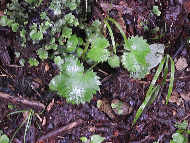 白岩山の花の下見など。_f0357487_2224758.jpg