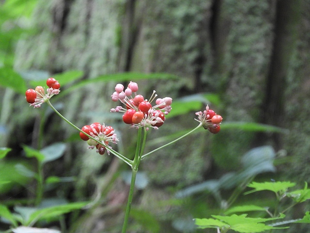 白岩山の花の下見など。_f0357487_22543413.jpg