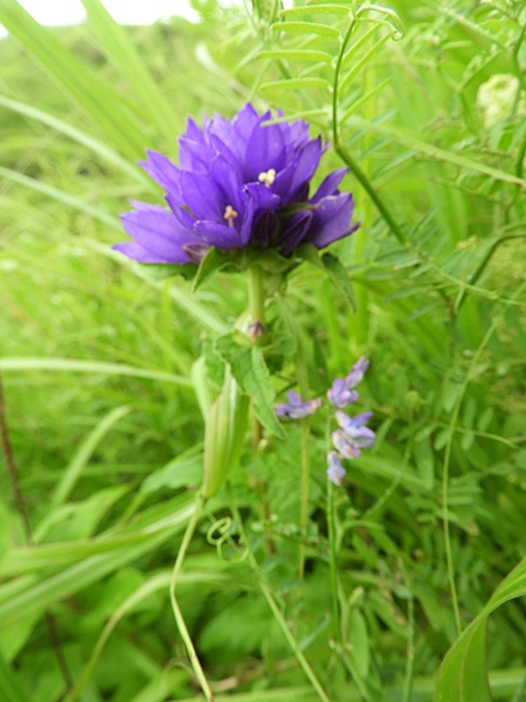 白岩山の花の下見など。_f0357487_22561021.jpg