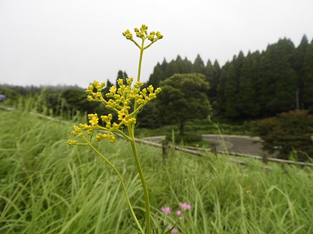 白岩山の花の下見など。_f0357487_2353937.jpg