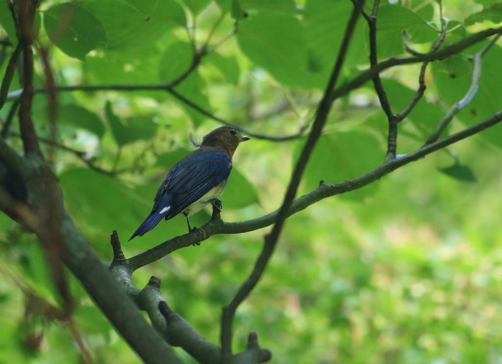 オオルリ幼鳥_b0223198_21325017.jpg