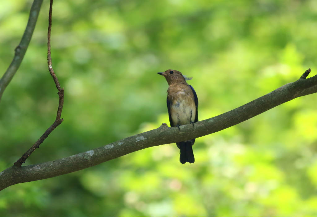 オオルリ幼鳥_b0223198_21330514.jpg