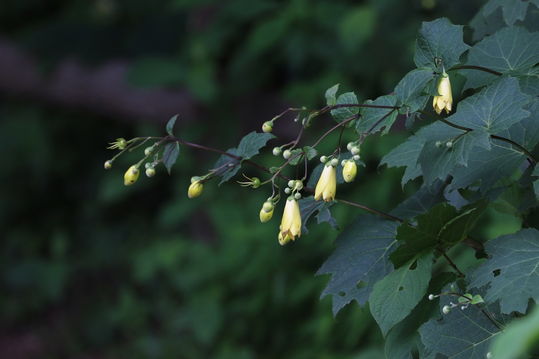 天涯の花 キレンゲショウマ そよ風のつぶやき 天涯の花 キレンゲショウマ そよ風のつぶやき