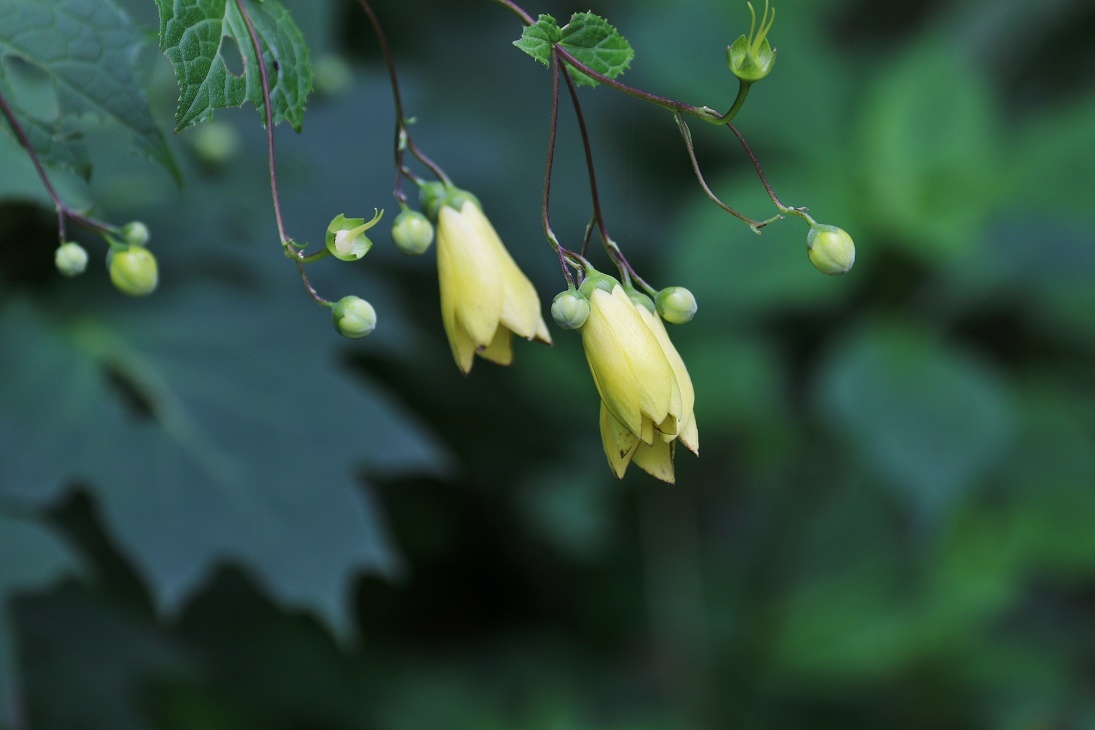 天涯の花 キレンゲショウマ そよ風のつぶやき