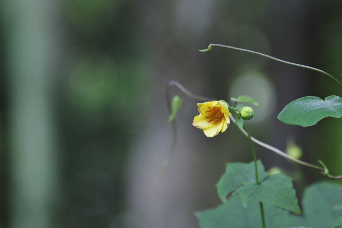 天涯の花 キレンゲショウマ そよ風のつぶやき 天涯の花 キレンゲショウマ そよ風のつぶやき